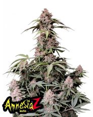 Amnesia Z Auto by Fast Buds