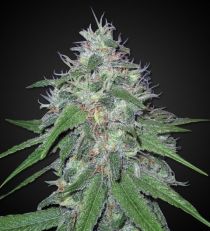 Amnesia Feminized by 420 Seeds 