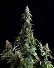 Amnesia Dream XL Auto by Kannabia