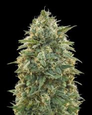 Amnesia Feminized by Advanced Seeds