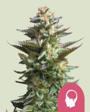 Amnesia Haze Feminized - Royal Queen Seeds