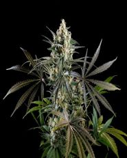 Amnesia Haze Go Fast Feminized by Kannabia