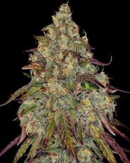 Amnesia Lemon Feminized by Barney's Farm