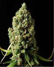 Amnesiac Feminized by Spliff Seeds