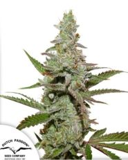 Amsterdam Amnesia by Dutch Passion