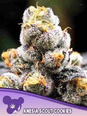 Anesia Scout Cookies Feminized- Anesia Seeds