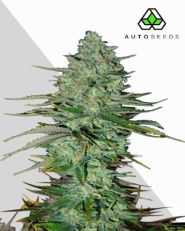 Apple Fritters Autoflower by Auto Seeds