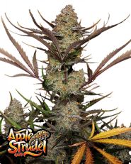 Apple Strudel Auto by Fast Buds