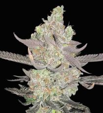 Apple Fritter Feminized by 420 Seeds 