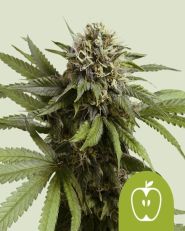 Apple Fritter Auto by Royal Queen Seeds