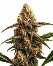 Apple Fritter Autoflower by Blimburn