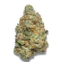 Apple Fritter Autoflower Grower's Choice