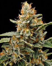 Apple Fritter Feminized - Nirvana Seeds