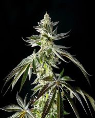 Apple & Bananas Feminized 