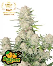 Apricot Auto by Fast Buds