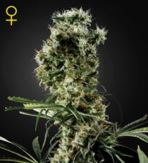 Arjan's Haze 2 Feminized Marijuana Seeds