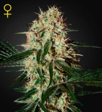 Arjan's Haze 3 Feminized Marijuana Seeds