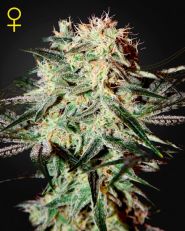 Arjan's Strawberry Haze Feminized by Green House Seeds