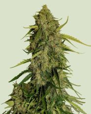 Atlas F1 CBD Feminized by Royal Queen Seeds
