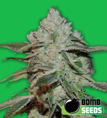 Atomic Feminized Marijuana Seeds