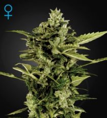 Auto Bomb Feminized Marijuana Seeds