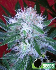 Auto Bomb Autoflowering 