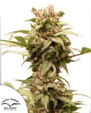 Auto CBG-Force by Dutch Passion
