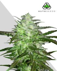 Chemdawg Autoflower