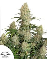 Auto Critical Orange Punch by Dutch Passion