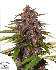 Auto Forbidden Cherry by Dutch Passion