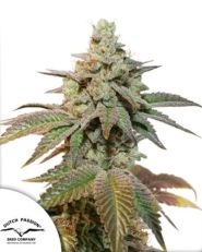 Auto Kerosene Krash by Dutch Passion