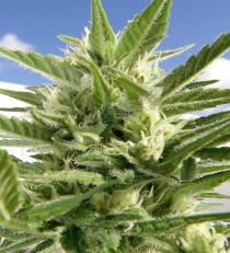 Auto King Kong by Dr. Underground Seeds