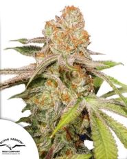 Auto MAC #1 by Dutch Passion