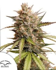 Auto Melonade Runtz by Dutch Passion 