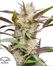 Auto Mimosa Punch by Dutch Passion