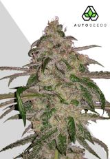 Moonrocks Autoflower Seeds by Auto Seeds