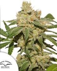 Auto Oh My Gusher by Dutch Passion