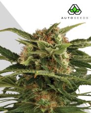 Auto pounder autoflower