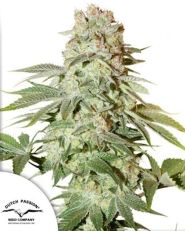 Auto Power Plant by Dutch Passion