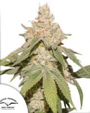 Auto SFV OG by Dutch Passion