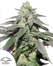 Auto Skywalker Haze by Dutch Passion