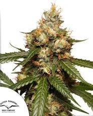 Auto THC-Victory by Dutch Passion
