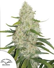 Auto Think Big by Dutch Passion