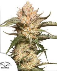 Auto Trichome & Cream by Dutch Passion