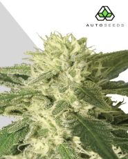 Auto 1 Autoflower 