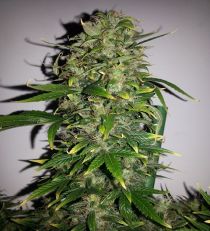 Auto Ak by Female Seeds 