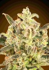 Biodiesel Mass XXL Autoflower  - Advanced Seeds