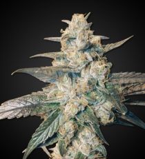 Auto Blueberry Feminized by 420 Seeds