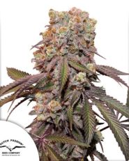 Auto Candy Bubatz XL by Dutch Passion