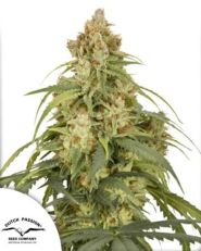 Auto CBD-Victory by Dutch Passion